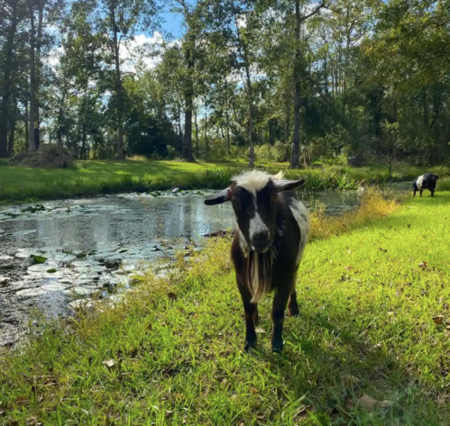 A goat stands near a pond surrounded by trees and grass, with another goat in the background.