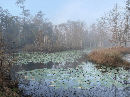 A misty landscape featuring a calm pond covered with lily pads, surrounded by trees and fog.