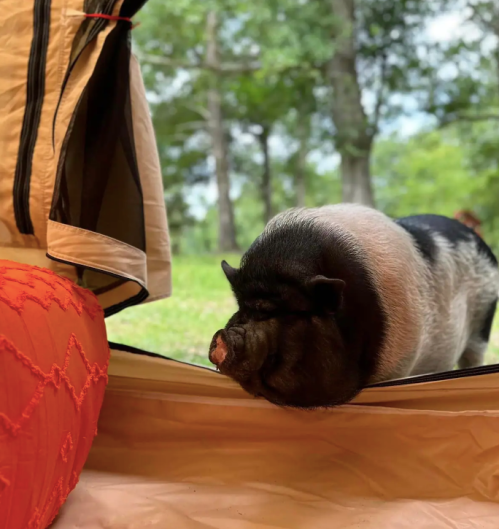 A pig with a black and white coat peeks through a tent opening, surrounded by greenery.