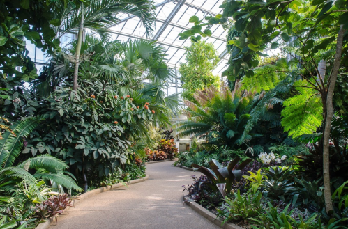 Lush indoor garden with tropical plants, ferns, and a winding pathway under a glass roof.