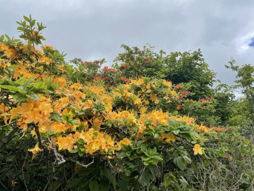 A vibrant display of yellow and red flowers amidst lush green foliage under a cloudy sky.