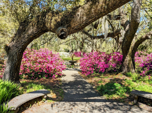 A serene garden path framed by large trees and vibrant pink azaleas, leading to a central fountain.