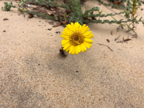 A bright yellow flower blooming in sandy soil, surrounded by green foliage.