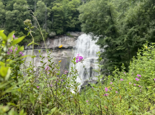 A waterfall cascades down rocky cliffs, surrounded by lush greenery and vibrant wildflowers in the foreground.