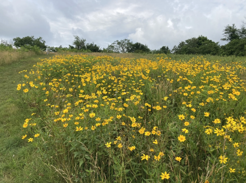 A vibrant field of yellow flowers under a cloudy sky, surrounded by green grass and trees in the background.