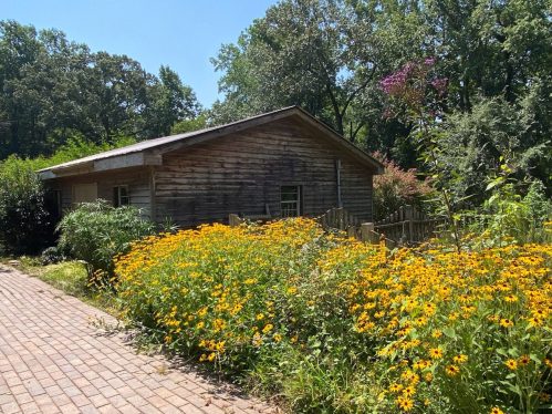 A rustic wooden house surrounded by vibrant yellow flowers and greenery on a sunny day.