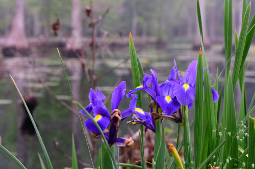 Vibrant purple irises bloom among lush green grass by a serene, misty pond.