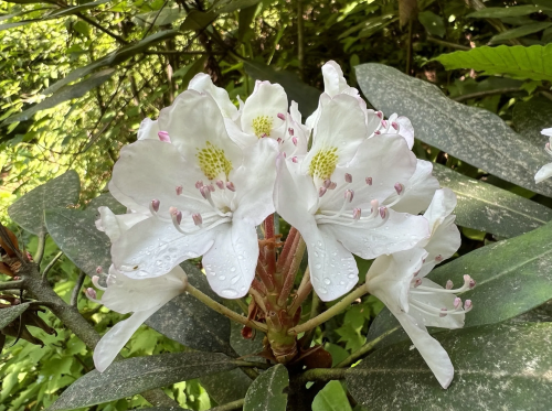 Close-up of white flowers with pink accents and green centers, surrounded by lush green foliage. Water droplets on petals.