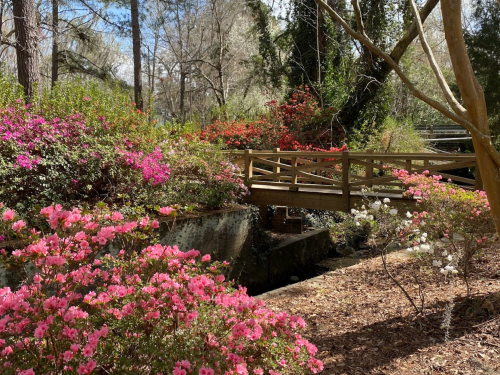A wooden bridge crosses a stream surrounded by vibrant pink and red azaleas in a lush garden setting.