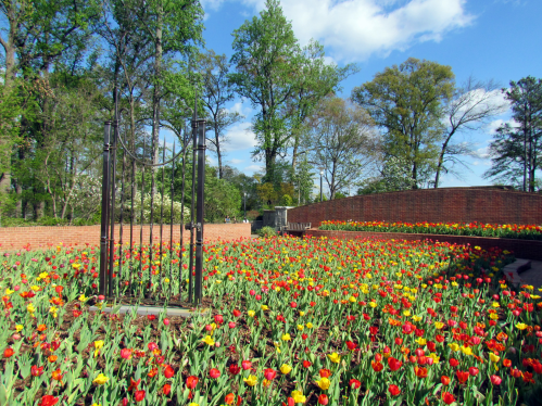 A vibrant garden filled with colorful tulips, surrounded by trees and a decorative gate in the background.