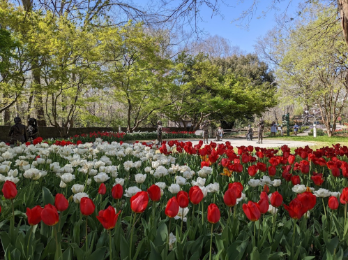 A vibrant garden filled with red and white tulips, surrounded by lush greenery and people enjoying the scenery.
