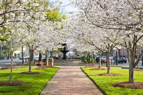 A serene pathway lined with blooming cherry blossom trees, leading to a fountain in a vibrant park setting.