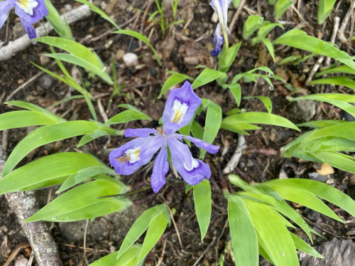 A close-up of a purple flower surrounded by green leaves, growing in a natural setting.