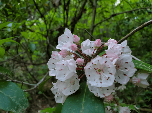 A cluster of delicate white and pink flowers surrounded by lush green foliage in a forest setting.