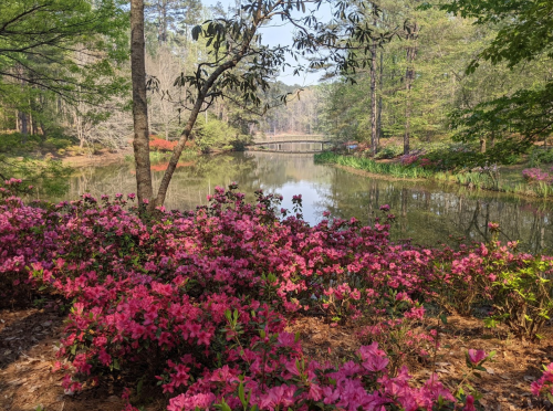 A serene pond surrounded by vibrant pink azaleas and lush greenery, with a wooden bridge in the background.