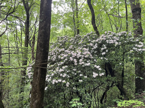 A lush forest scene featuring a large bush of white flowers among green trees.
