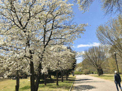 A sunny park scene with blooming white trees lining a path, and a person walking in the distance.