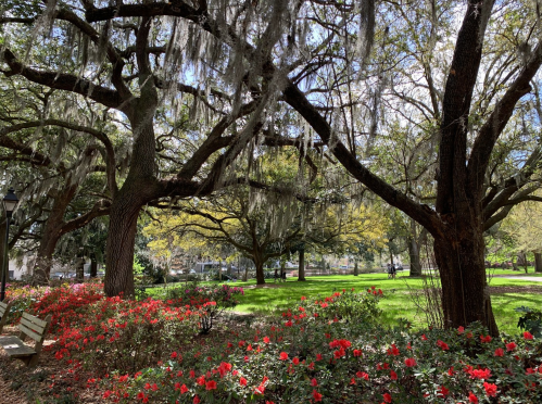 A serene park scene with flowering red bushes, moss-covered trees, and dappled sunlight filtering through the leaves.