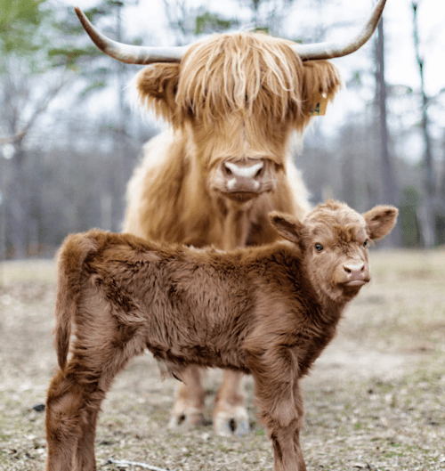 A Highland cow stands behind its calf in a natural setting, both with fluffy coats and gentle expressions.