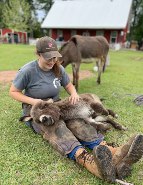 A person sits on grass, gently petting a relaxed donkey lying on its side, with another donkey in the background.