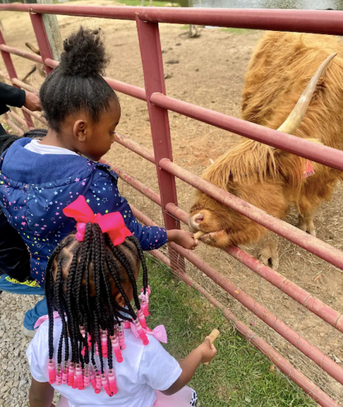Two children feed a brown Highland cow through a fence at a petting zoo.