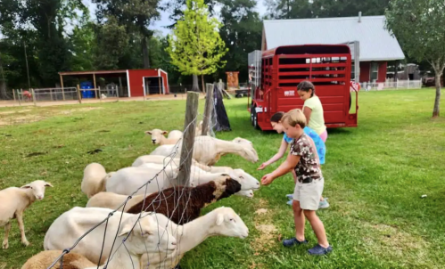 Two children feed sheep at a farm, with a red barn and trees in the background.