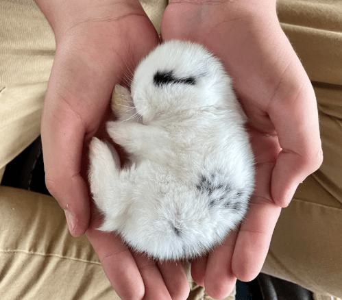A small, fluffy white bunny curled up in a person's hands, with a few black spots on its back.