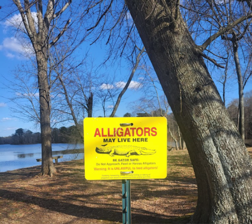 A bright yellow sign warns of alligators near a lake, with trees and a clear blue sky in the background.