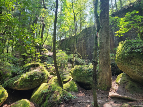Lush green forest with moss-covered rocks and tall trees under bright sunlight.