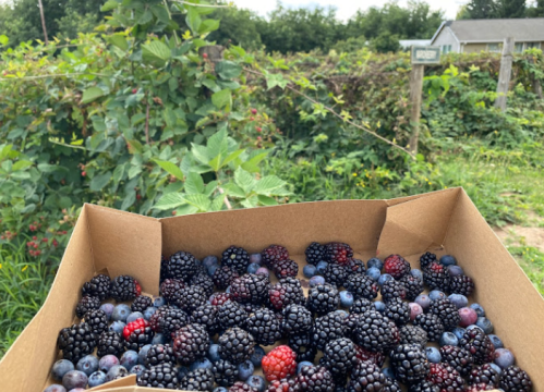 A cardboard box filled with blackberries and blueberries, with berry bushes in the background.