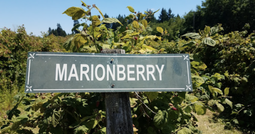 Sign reading "Marionberry" in a berry patch surrounded by green foliage and trees.
