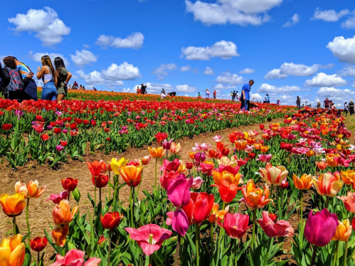 A vibrant field of tulips in various colors, with people walking among the flowers under a blue sky with fluffy clouds.