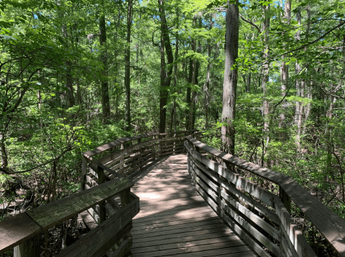 A wooden boardwalk winding through a lush green forest with tall trees and vibrant foliage.