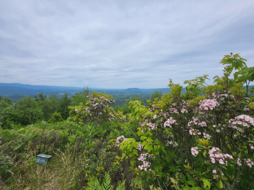 A scenic view of rolling hills and valleys, framed by blooming pink flowers under a cloudy sky.