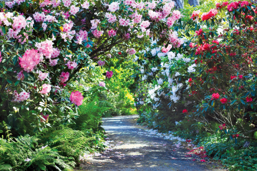 A serene garden path lined with vibrant pink, white, and red flowers, surrounded by lush greenery.