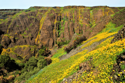 Vibrant landscape featuring a canyon with colorful wildflowers and rocky cliffs under a clear blue sky.