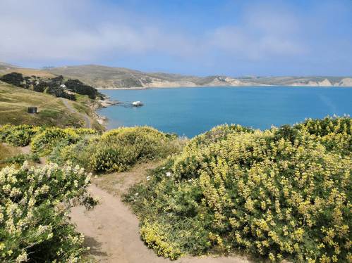 A scenic view of a coastal landscape with blooming flowers, blue water, and distant hills under a clear sky.