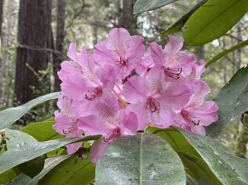 A cluster of pink rhododendron flowers surrounded by green leaves in a forest setting.