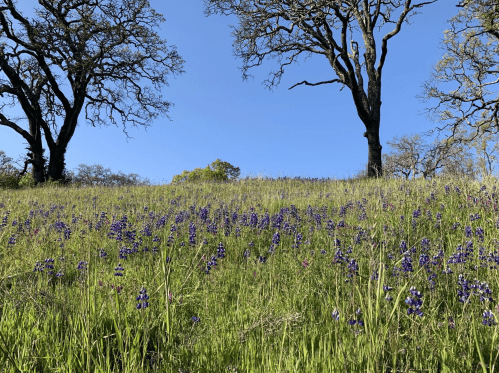 A grassy hillside dotted with purple wildflowers under a clear blue sky, framed by two trees.