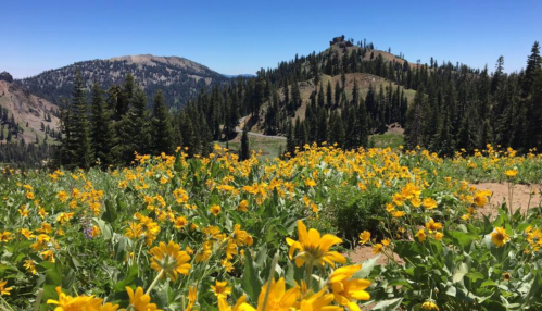 A vibrant field of yellow flowers in a mountainous landscape under a clear blue sky. Pine trees dot the hills in the background.