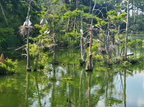 A serene wetland scene with trees, nests, and several white herons perched on branches over still green water.