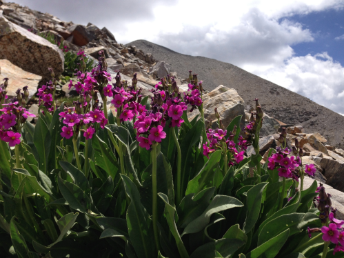 Vibrant pink flowers bloom among rocky terrain under a cloudy sky in a mountainous landscape.