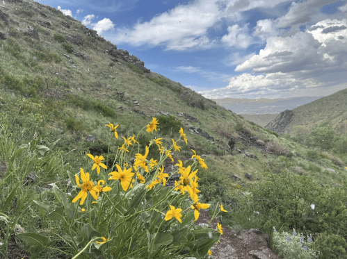A cluster of yellow wildflowers blooms on a green hillside under a cloudy blue sky.