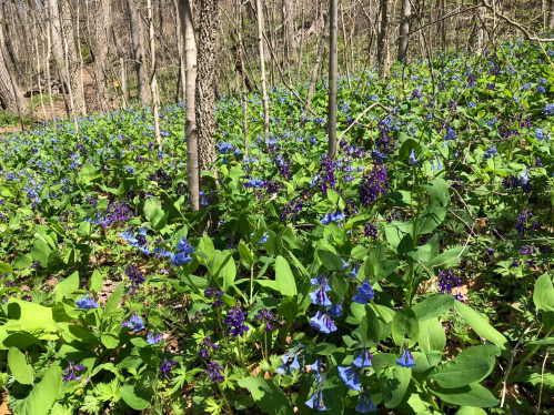 A vibrant forest scene filled with clusters of blue flowers and lush green leaves among tall, slender trees.