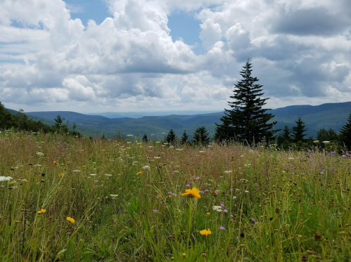 A scenic view of a grassy field with wildflowers, framed by trees and rolling hills under a cloudy sky.