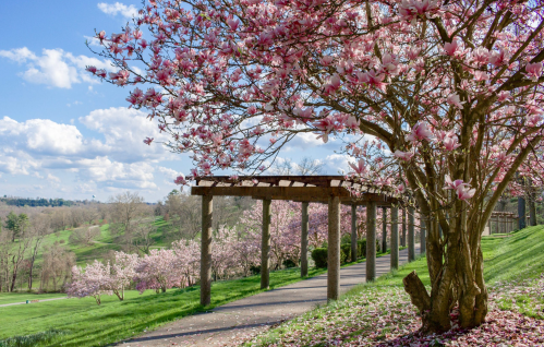 A scenic pathway lined with blooming pink magnolia trees under a blue sky with fluffy clouds.