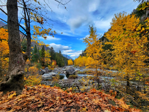 A vibrant autumn landscape with golden trees, a river, and a rocky shore under a blue sky with scattered clouds.