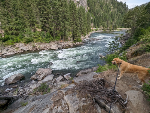 A golden retriever stands on a rocky riverbank, overlooking a rushing river surrounded by lush green trees.