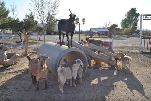 A group of goats, including one standing on a large pipe, play in a sunny outdoor area with trees and structures.