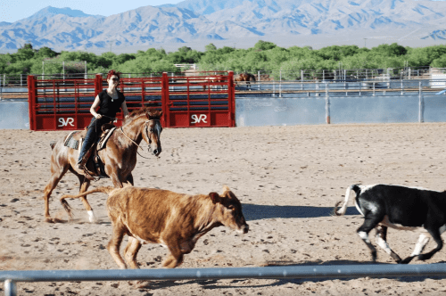 A rider on a horse chases cattle in a dusty arena with mountains in the background.